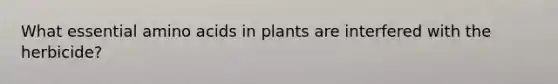 What essential amino acids in plants are interfered with the herbicide?