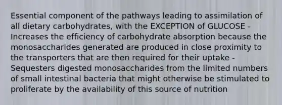 Essential component of the pathways leading to assimilation of all dietary carbohydrates, with the EXCEPTION of GLUCOSE -Increases the efficiency of carbohydrate absorption because the monosaccharides generated are produced in close proximity to the transporters that are then required for their uptake -Sequesters digested monosaccharides from the limited numbers of small intestinal bacteria that might otherwise be stimulated to proliferate by the availability of this source of nutrition