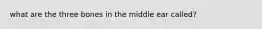 what are the three bones in the middle ear called?