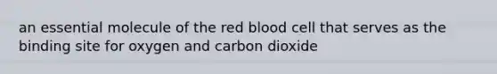 an essential molecule of the red blood cell that serves as the binding site for oxygen and carbon dioxide