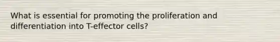 What is essential for promoting the proliferation and differentiation into T-effector cells?