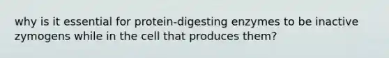 why is it essential for protein-digesting enzymes to be inactive zymogens while in the cell that produces them?