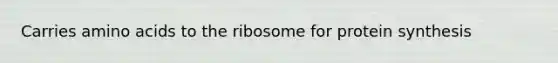 Carries <a href='https://www.questionai.com/knowledge/k9gb720LCl-amino-acids' class='anchor-knowledge'>amino acids</a> to the ribosome for protein synthesis