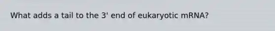 What adds a tail to the 3' end of eukaryotic mRNA?