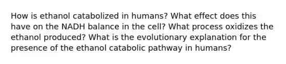 How is ethanol catabolized in humans? What effect does this have on the NADH balance in the cell? What process oxidizes the ethanol produced? What is the evolutionary explanation for the presence of the ethanol catabolic pathway in humans?