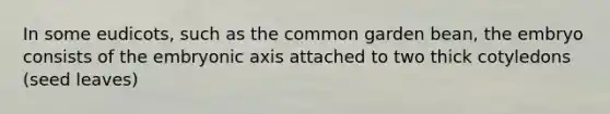In some eudicots, such as the common garden bean, the embryo consists of the embryonic axis attached to two thick cotyledons (seed leaves)