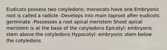 Eudicots possess two cotyledons; monocots have one Embryonic root is called a radicle -Develops into main taproot after eudicots germinate -Possesses a root apical meristem Shoot apical meristem is at the base of the cotyledons Epicotyl: embryonic stem above the cotyledons Hypocotyl: embryonic stem below the cotyledons