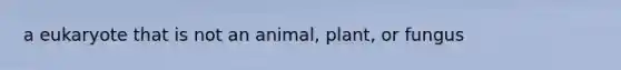 a eukaryote that is not an animal, plant, or fungus