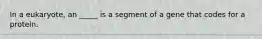 In a eukaryote, an _____ is a segment of a gene that codes for a protein.
