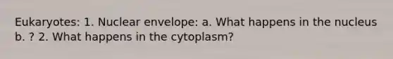 Eukaryotes: 1. Nuclear envelope: a. What happens in the nucleus b. ? 2. What happens in the cytoplasm?