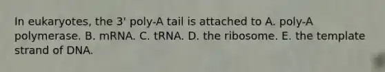 In eukaryotes, the 3' poly-A tail is attached to A. poly-A polymerase. B. mRNA. C. tRNA. D. the ribosome. E. the template strand of DNA.