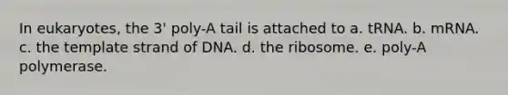 In eukaryotes, the 3' poly-A tail is attached to a. tRNA. b. mRNA. c. the template strand of DNA. d. the ribosome. e. poly-A polymerase.