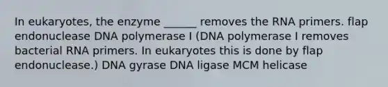 In eukaryotes, the enzyme ______ removes the RNA primers. flap endonuclease DNA polymerase I (DNA polymerase I removes bacterial RNA primers. In eukaryotes this is done by flap endonuclease.) DNA gyrase DNA ligase MCM helicase