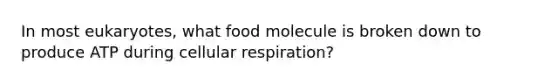 In most eukaryotes, what food molecule is broken down to produce ATP during <a href='https://www.questionai.com/knowledge/k1IqNYBAJw-cellular-respiration' class='anchor-knowledge'>cellular respiration</a>?