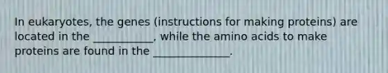 In eukaryotes, the genes (instructions for making proteins) are located in the ___________, while the amino acids to make proteins are found in the ______________.