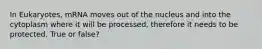 In Eukaryotes, mRNA moves out of the nucleus and into the cytoplasm where it will be processed, therefore it needs to be protected. True or false?