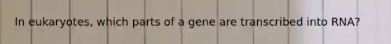 In eukaryotes, which parts of a gene are transcribed into RNA?