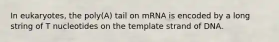 In eukaryotes, the poly(A) tail on mRNA is encoded by a long string of T nucleotides on the template strand of DNA.