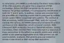 In eukaryotes, pre-mRNA is produced by the direct transcription of the DNA sequence of a gene into a sequence of RNA nucleotides. Before this RNA transcript can be used as a template for protein synthesis, it is processed by modification of both the 5' and 3' ends. In addition, introns are removed from the pre-mRNA by a splicing process that is catalyzed by snRNAs (small nuclear RNAs) complexed with proteins. The product of RNA processing, mRNA (messenger RNA), exits the nucleus. Outside the nucleus, the mRNA serves as a template for protein synthesis on the ribosomes, which consist of catalytic rRNA (ribosomal RNA) molecules bound to ribosomal proteins. During translation, tRNA (transfer RNA) molecules match a sequence of three nucleotides in the mRNA to a specific amino acid, which is added to the growing polypeptide chain. RNA primers are not used in protein synthesis. RNA primers are only needed to initiate a new strand of DNA during DNA replication.