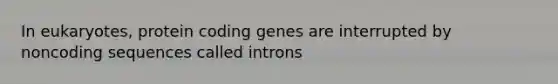 In eukaryotes, protein coding genes are interrupted by noncoding sequences called introns