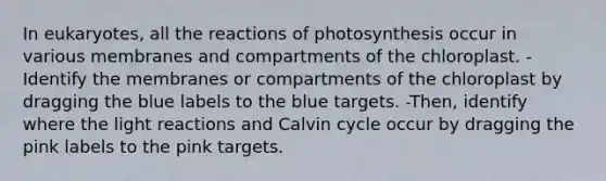 In eukaryotes, all the reactions of photosynthesis occur in various membranes and compartments of the chloroplast. -Identify the membranes or compartments of the chloroplast by dragging the blue labels to the blue targets. -Then, identify where the light reactions and Calvin cycle occur by dragging the pink labels to the pink targets.