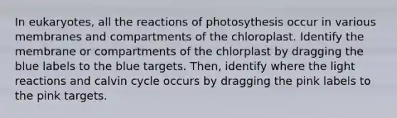 In eukaryotes, all the reactions of photosythesis occur in various membranes and compartments of the chloroplast. Identify the membrane or compartments of the chlorplast by dragging the blue labels to the blue targets. Then, identify where the light reactions and calvin cycle occurs by dragging the pink labels to the pink targets.