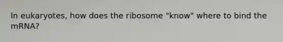 In eukaryotes, how does the ribosome "know" where to bind the mRNA?