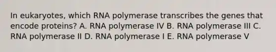 In eukaryotes, which RNA polymerase transcribes the genes that encode proteins? A. RNA polymerase IV B. RNA polymerase III C. RNA polymerase II D. RNA polymerase I E. RNA polymerase V