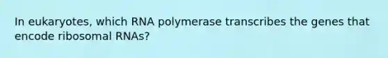 In eukaryotes, which RNA polymerase transcribes the genes that encode ribosomal RNAs?