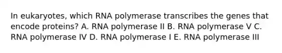 In eukaryotes, which RNA polymerase transcribes the genes that encode proteins? A. RNA polymerase II B. RNA polymerase V C. RNA polymerase IV D. RNA polymerase I E. RNA polymerase III