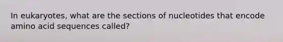 In eukaryotes, what are the sections of nucleotides that encode amino acid sequences called?