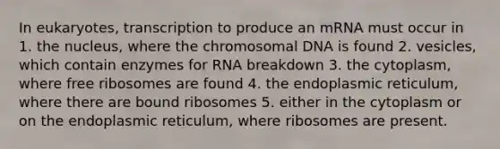 In eukaryotes, transcription to produce an mRNA must occur in 1. the nucleus, where the chromosomal DNA is found 2. vesicles, which contain enzymes for RNA breakdown 3. the cytoplasm, where free ribosomes are found 4. the endoplasmic reticulum, where there are bound ribosomes 5. either in the cytoplasm or on the endoplasmic reticulum, where ribosomes are present.