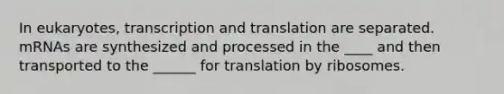 In eukaryotes, transcription and translation are separated. mRNAs are synthesized and processed in the ____ and then transported to the ______ for translation by ribosomes.