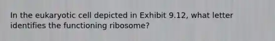 In the eukaryotic cell depicted in Exhibit 9.12, what letter identifies the functioning ribosome?