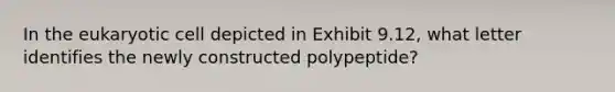 In the eukaryotic cell depicted in Exhibit 9.12, what letter identifies the newly constructed polypeptide?