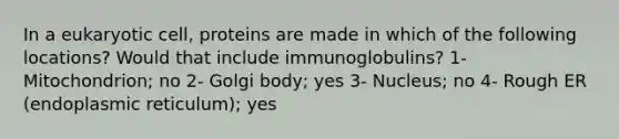 In a eukaryotic cell, proteins are made in which of the following locations? Would that include immunoglobulins? 1- Mitochondrion; no 2- Golgi body; yes 3- Nucleus; no 4- Rough ER (endoplasmic reticulum); yes