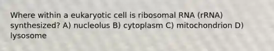 Where within a eukaryotic cell is ribosomal RNA (rRNA) synthesized? A) nucleolus B) cytoplasm C) mitochondrion D) lysosome