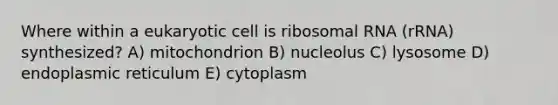 Where within a eukaryotic cell is ribosomal RNA (rRNA) synthesized? A) mitochondrion B) nucleolus C) lysosome D) endoplasmic reticulum E) cytoplasm