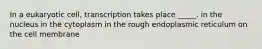 In a eukaryotic cell, transcription takes place _____. in the nucleus in the cytoplasm in the rough endoplasmic reticulum on the cell membrane