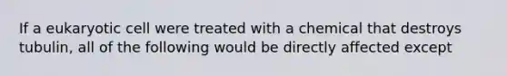 If a eukaryotic cell were treated with a chemical that destroys tubulin, all of the following would be directly affected except