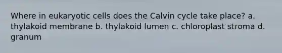 Where in eukaryotic cells does the Calvin cycle take place? a. thylakoid membrane b. thylakoid lumen c. chloroplast stroma d. granum