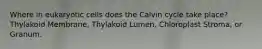 Where in eukaryotic cells does the Calvin cycle take place? Thylakoid Membrane, Thylakoid Lumen, Chloroplast Stroma, or Granum.