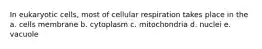 In eukaryotic cells, most of cellular respiration takes place in the a. cells membrane b. cytoplasm c. mitochondria d. nuclei e. vacuole