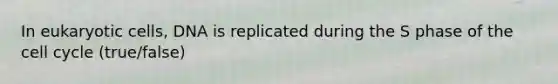 In eukaryotic cells, DNA is replicated during the S phase of the <a href='https://www.questionai.com/knowledge/keQNMM7c75-cell-cycle' class='anchor-knowledge'>cell cycle</a> (true/false)