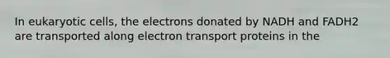 In eukaryotic cells, the electrons donated by NADH and FADH2 are transported along electron transport proteins in the