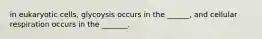 in eukaryotic cells, glycoysis occurs in the ______, and cellular respiration occurs in the _______.