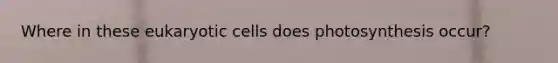 Where in these <a href='https://www.questionai.com/knowledge/kb526cpm6R-eukaryotic-cells' class='anchor-knowledge'>eukaryotic cells</a> does photosynthesis occur?