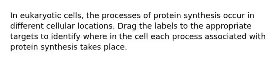 In eukaryotic cells, the processes of protein synthesis occur in different cellular locations. Drag the labels to the appropriate targets to identify where in the cell each process associated with protein synthesis takes place.