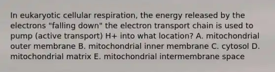 In eukaryotic cellular respiration, the energy released by the electrons "falling down" the electron transport chain is used to pump (active transport) H+ into what location? A. mitochondrial outer membrane B. mitochondrial inner membrane C. cytosol D. mitochondrial matrix E. mitochondrial intermembrane space