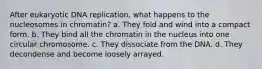 After eukaryotic DNA replication, what happens to the nucleosomes in chromatin? a. They fold and wind into a compact form. b. They bind all the chromatin in the nucleus into one circular chromosome. c. They dissociate from the DNA. d. They decondense and become loosely arrayed.